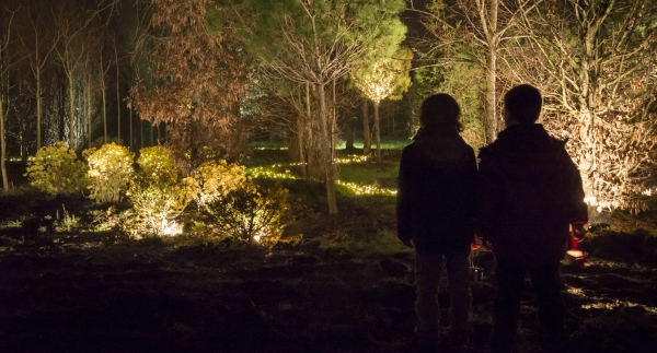 Il bosco Luminoso di Natale